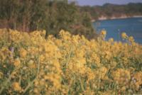 浦戸諸島の菜の花