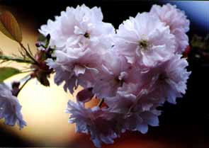 塩竈神社の塩竈桜
