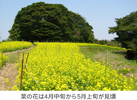 菜の花は4月中旬から5月上旬が見頃