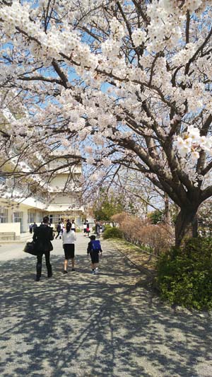 満開の桜の木と杉の入小学校の入学生と両親の写真