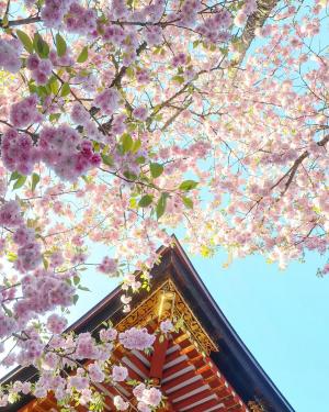 神社塩竈桜