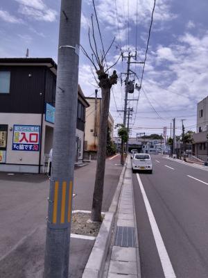 枯れた樹木の写真