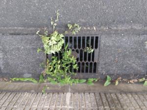 花立町　側溝に草が生えて流れが悪い
