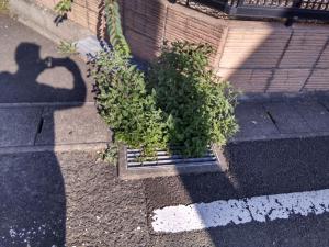 花立町　側溝草が生えて流れが悪い