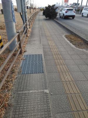 海岸通植栽が歩道を塞いでいる