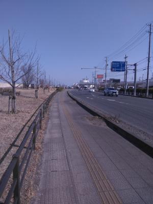 海岸通植栽が歩道を塞いでいる