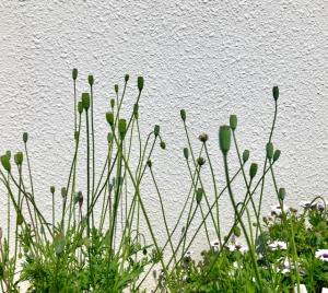 ナガミヒナゲシ つぼみ