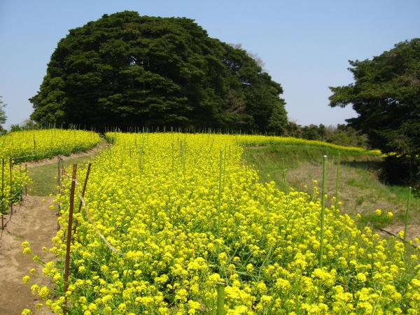 菜の花畑